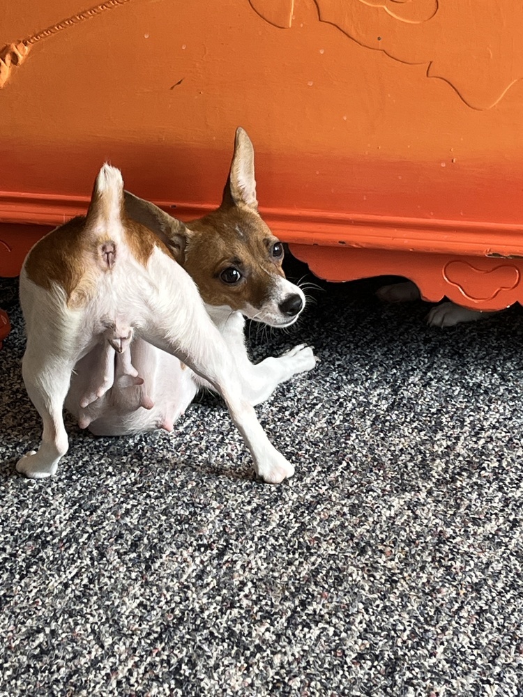 Bambi