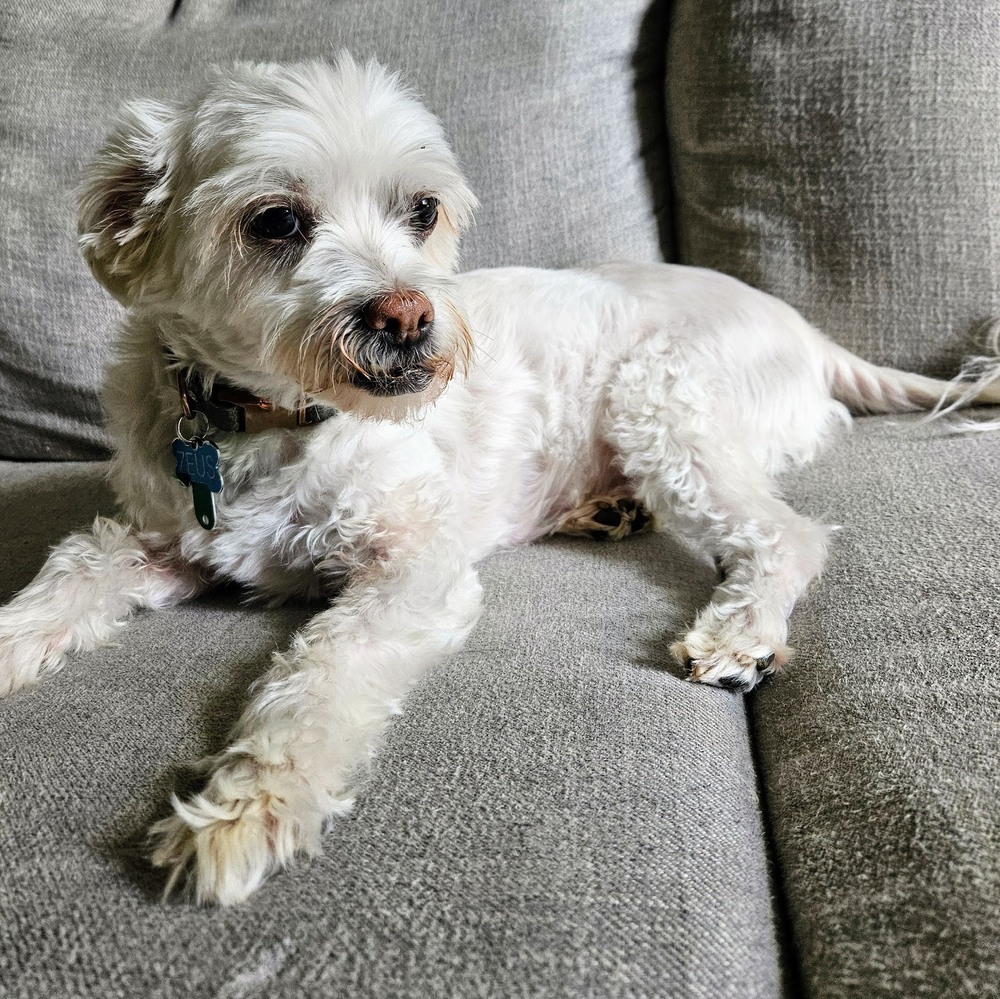 Zeusy, an adoptable Havanese, Shih Tzu in Reynoldsburg, OH, 43068 | Photo Image 2