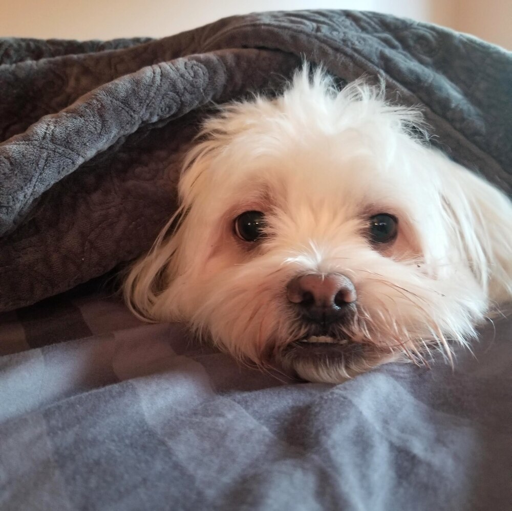 Zeusy, an adoptable Havanese, Shih Tzu in Reynoldsburg, OH, 43068 | Photo Image 3
