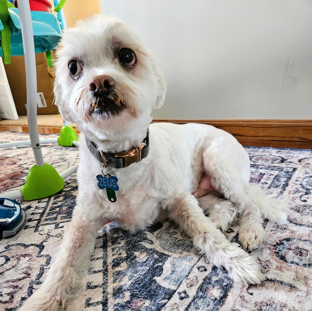 Zeusy, an adoptable Havanese, Shih Tzu in Reynoldsburg, OH, 43068 | Photo Image 4