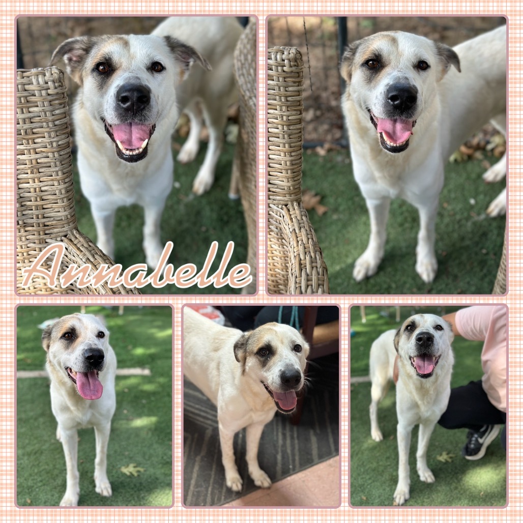 Annabelle