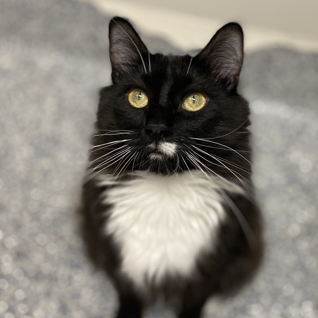 James Bond, an adoptable Domestic Long Hair in Great Falls, MT, 59404 | Photo Image 1