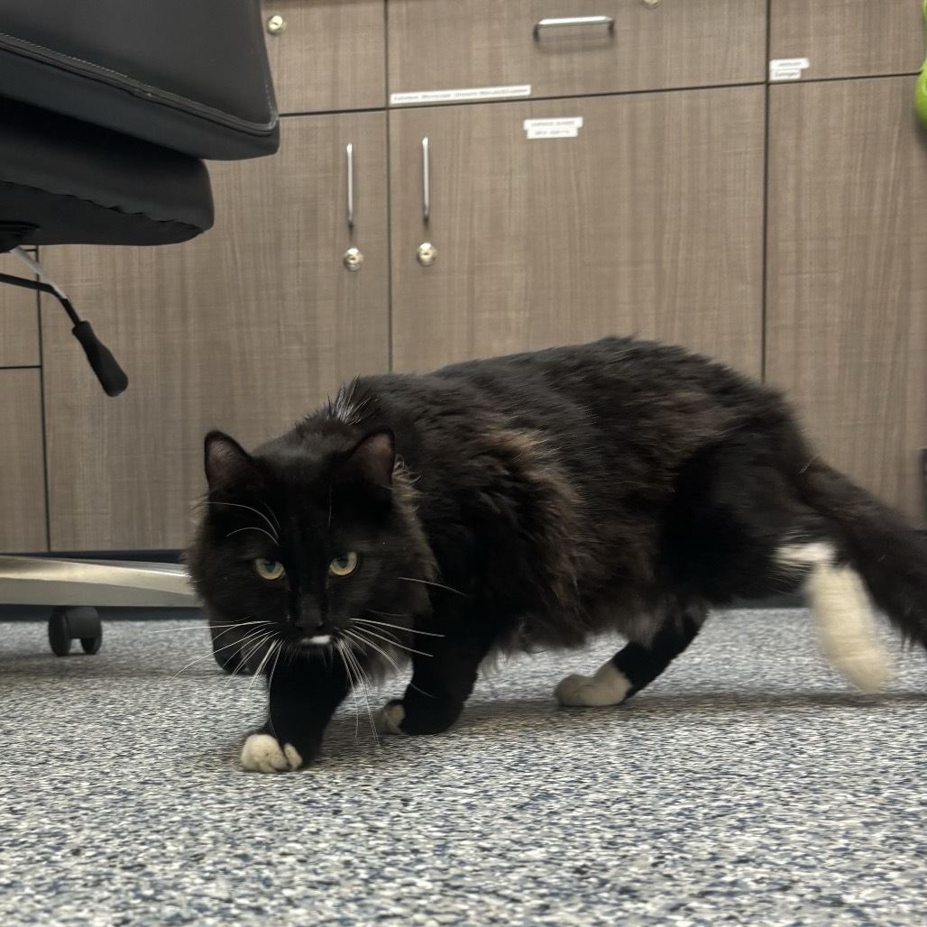 James Bond, an adoptable Domestic Long Hair in Great Falls, MT, 59404 | Photo Image 2