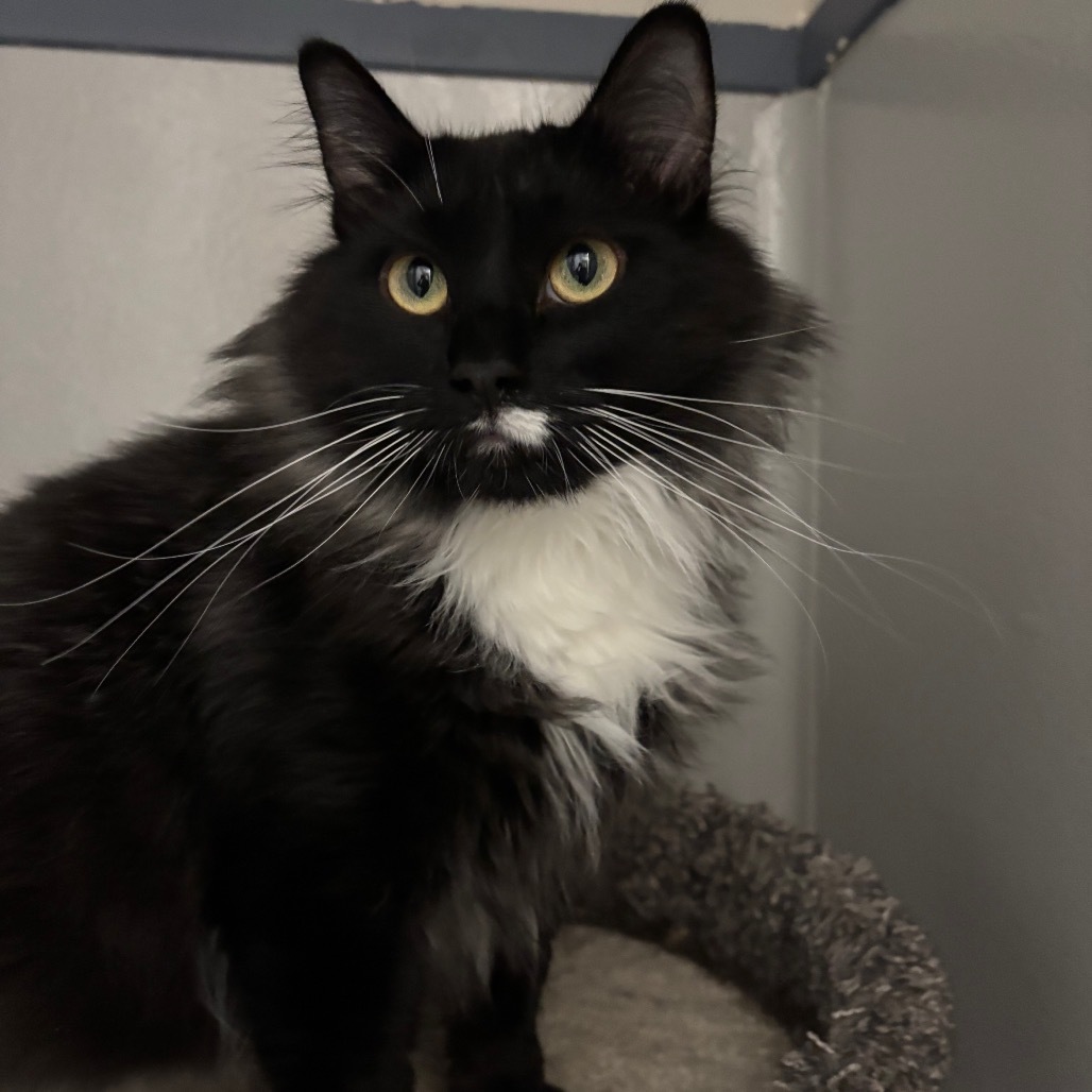 James Bond, an adoptable Domestic Long Hair in Great Falls, MT, 59404 | Photo Image 3