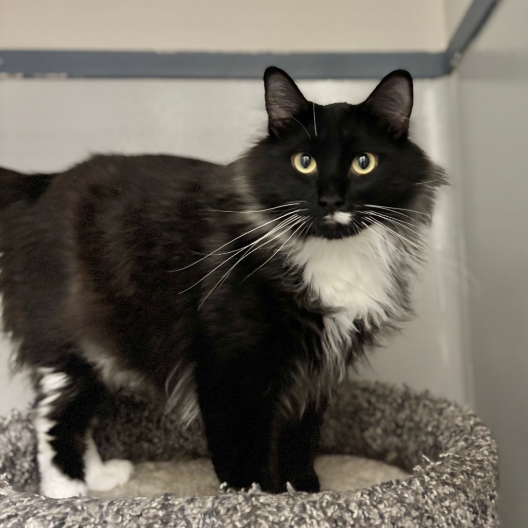 James Bond, an adoptable Domestic Long Hair in Great Falls, MT, 59404 | Photo Image 4