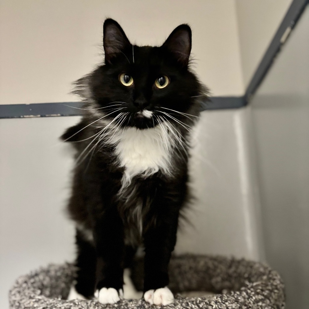 James Bond, an adoptable Domestic Long Hair in Great Falls, MT, 59404 | Photo Image 5