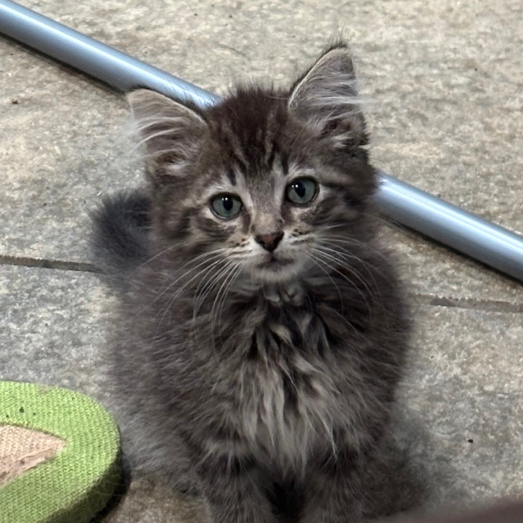Oliver