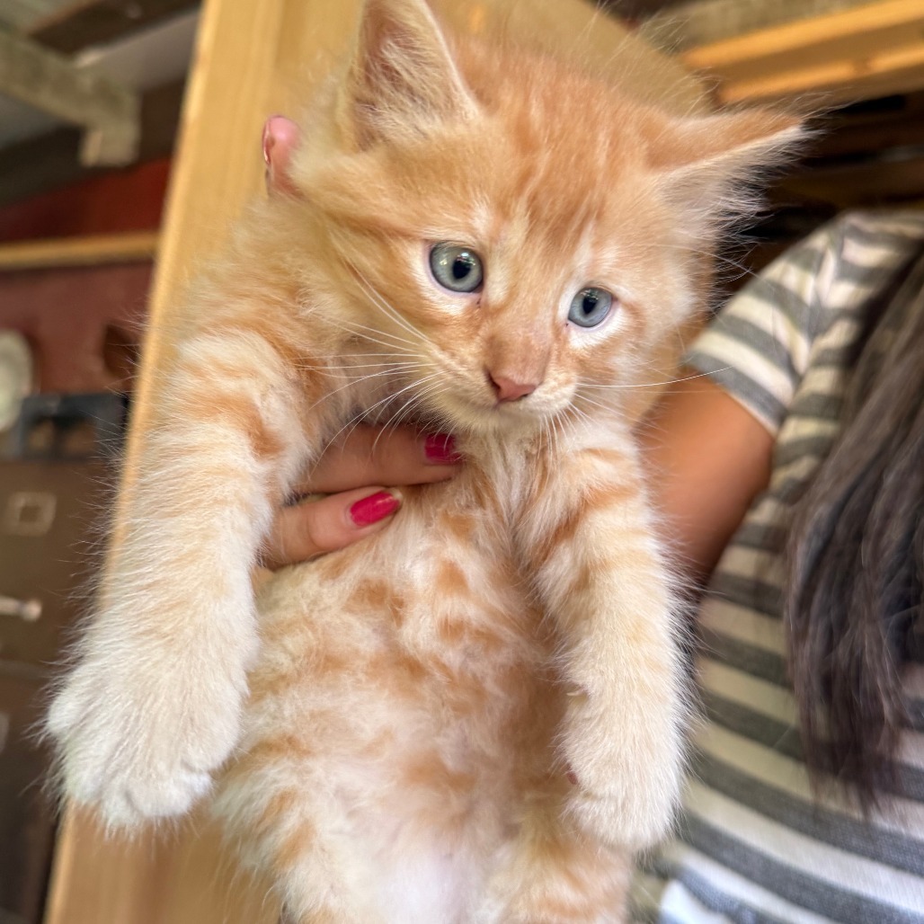 Garfield