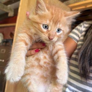 Garfield, Baby Female unknown