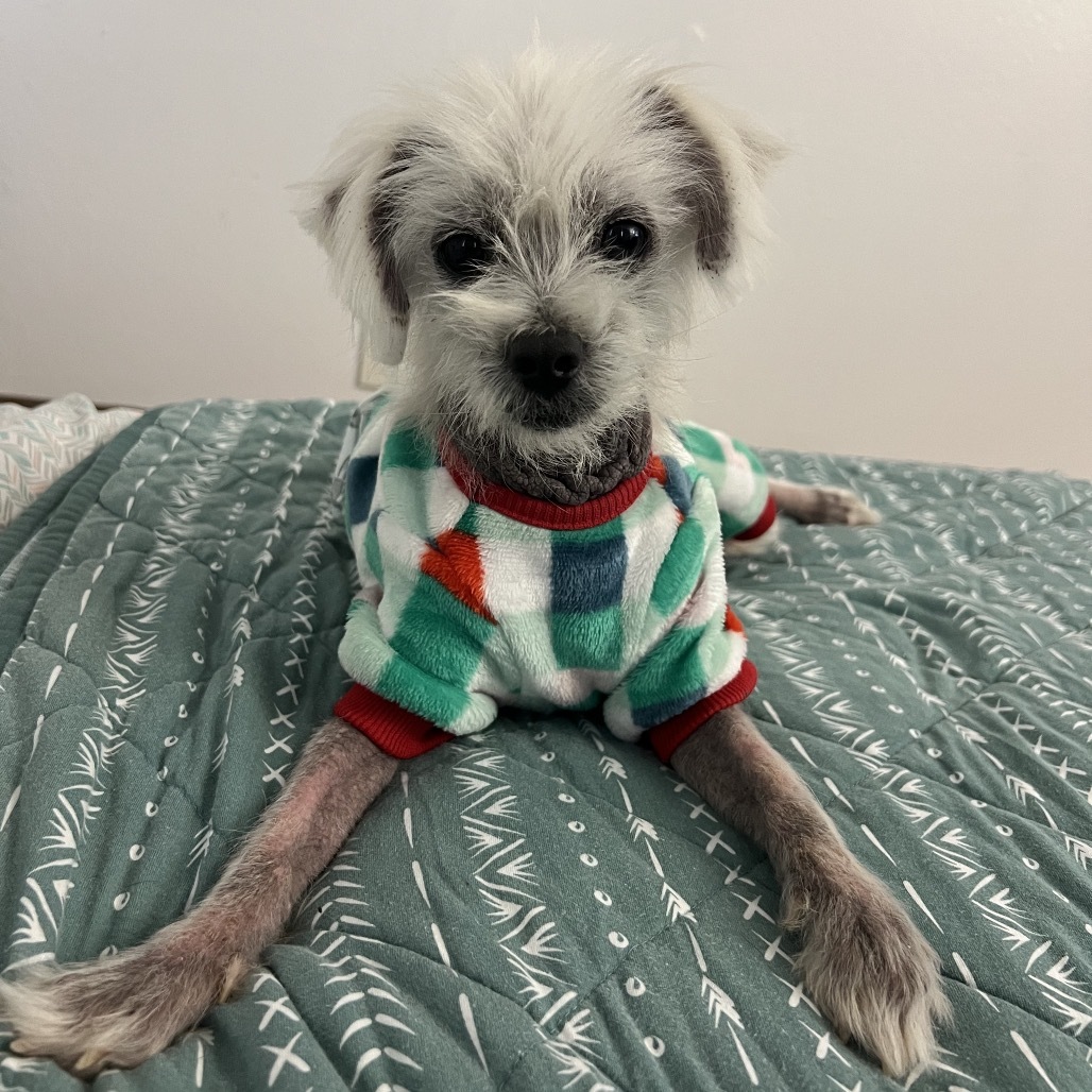 Archie: COH-A-64902, an adoptable Shih Tzu, Mixed Breed in Keaau, HI, 96749 | Photo Image 1