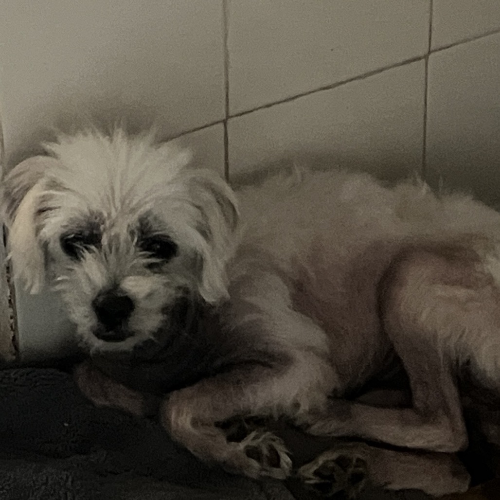 Archie: COH-A-64902, an adoptable Shih Tzu, Mixed Breed in Keaau, HI, 96749 | Photo Image 2