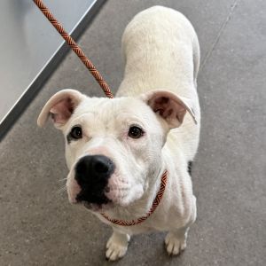 Daisy, Adult Female unknown