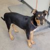 Atticus photo 2