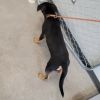 Atticus photo 4