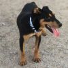 Atticus photo 6