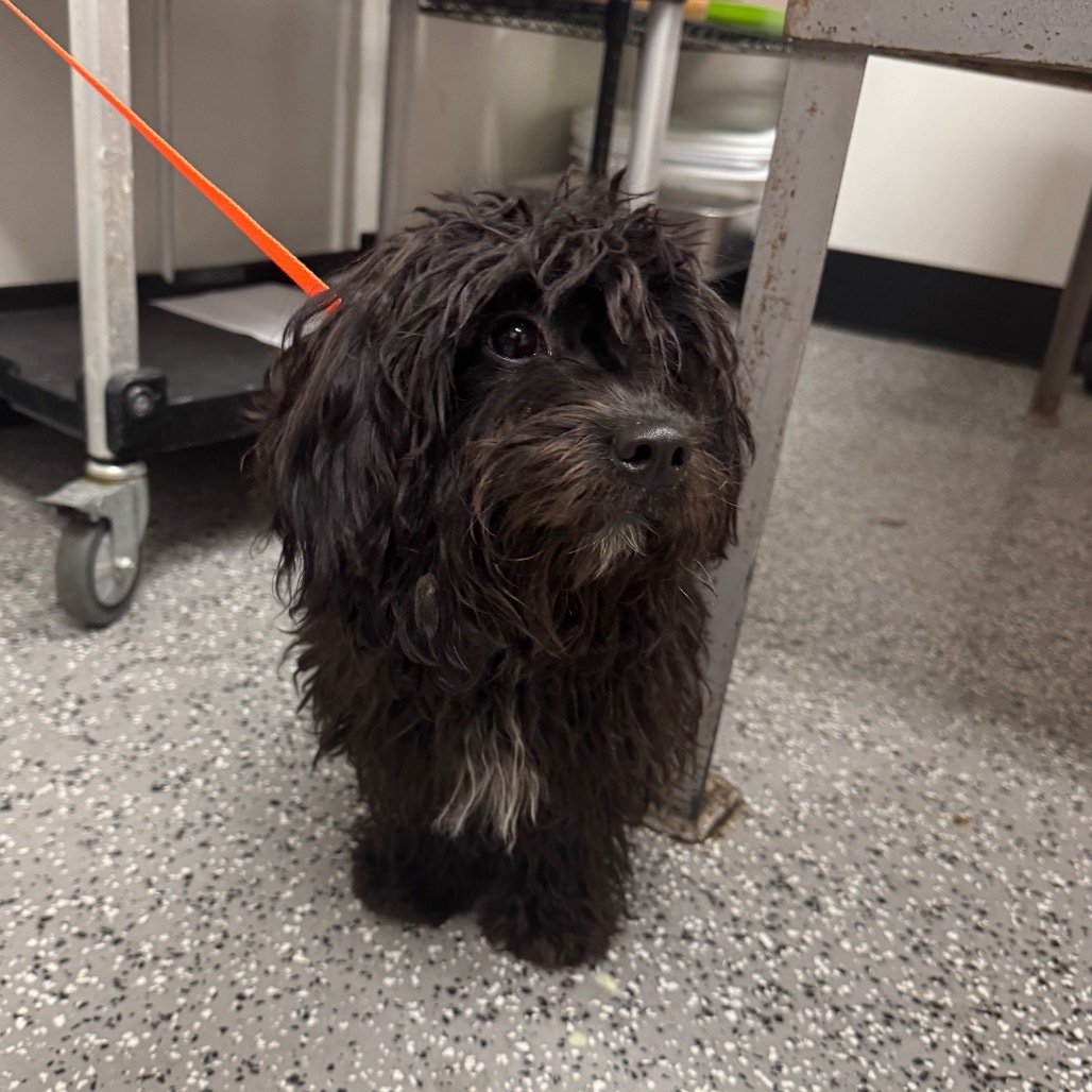 HACC-Stray-30016