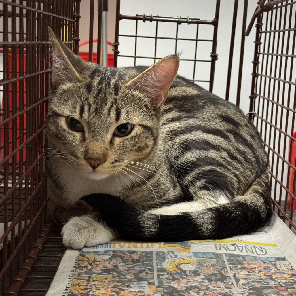 HACC-Stray-29997