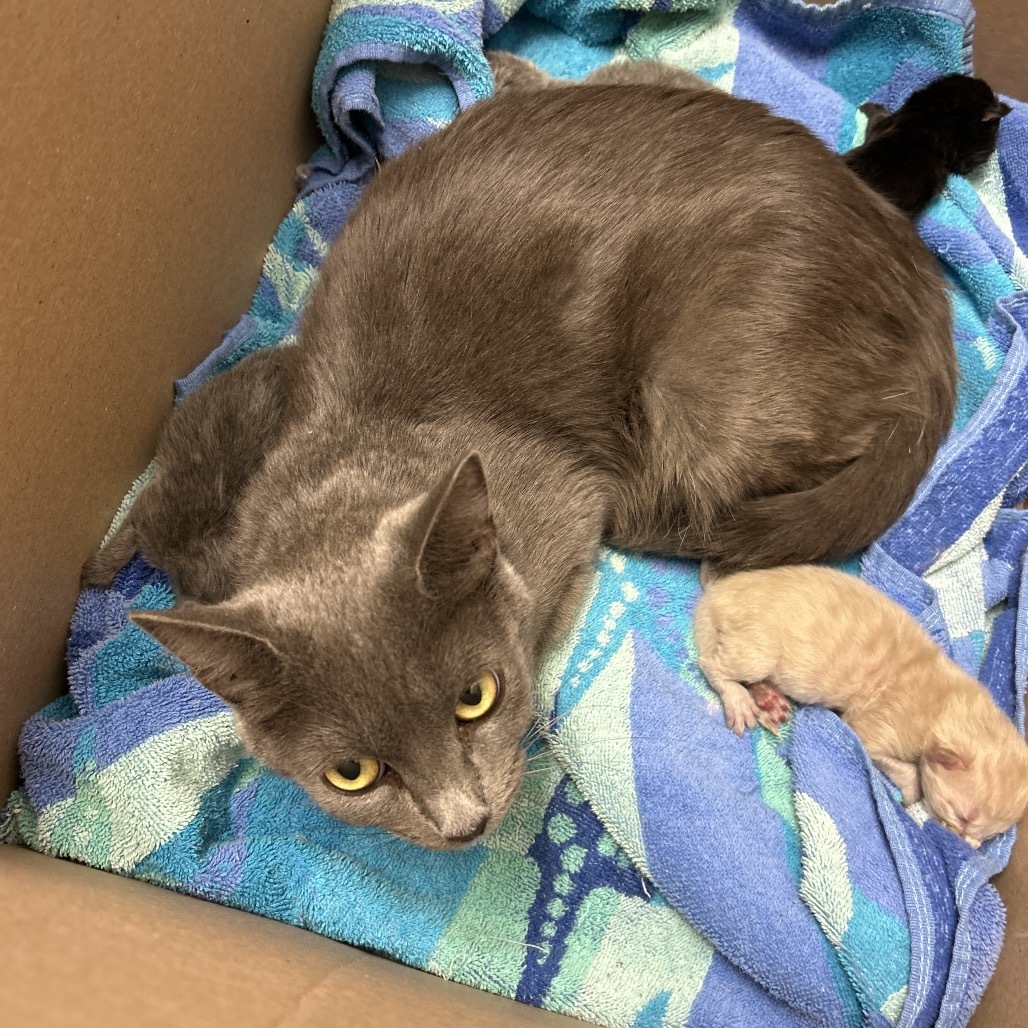 HACC-Stray-30009