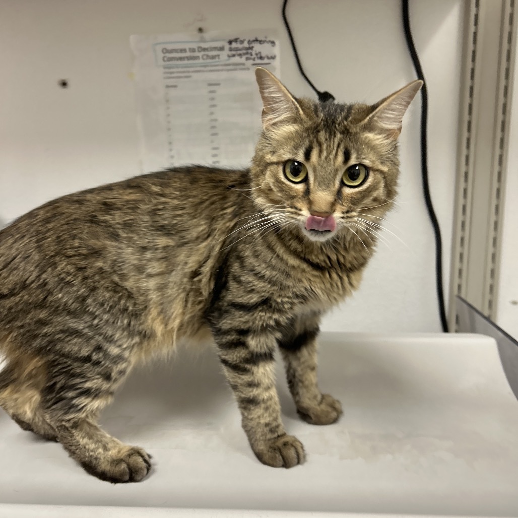 HACC-Stray-29996