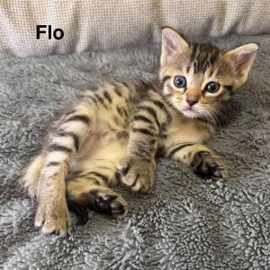 Flo, Baby Female unknown