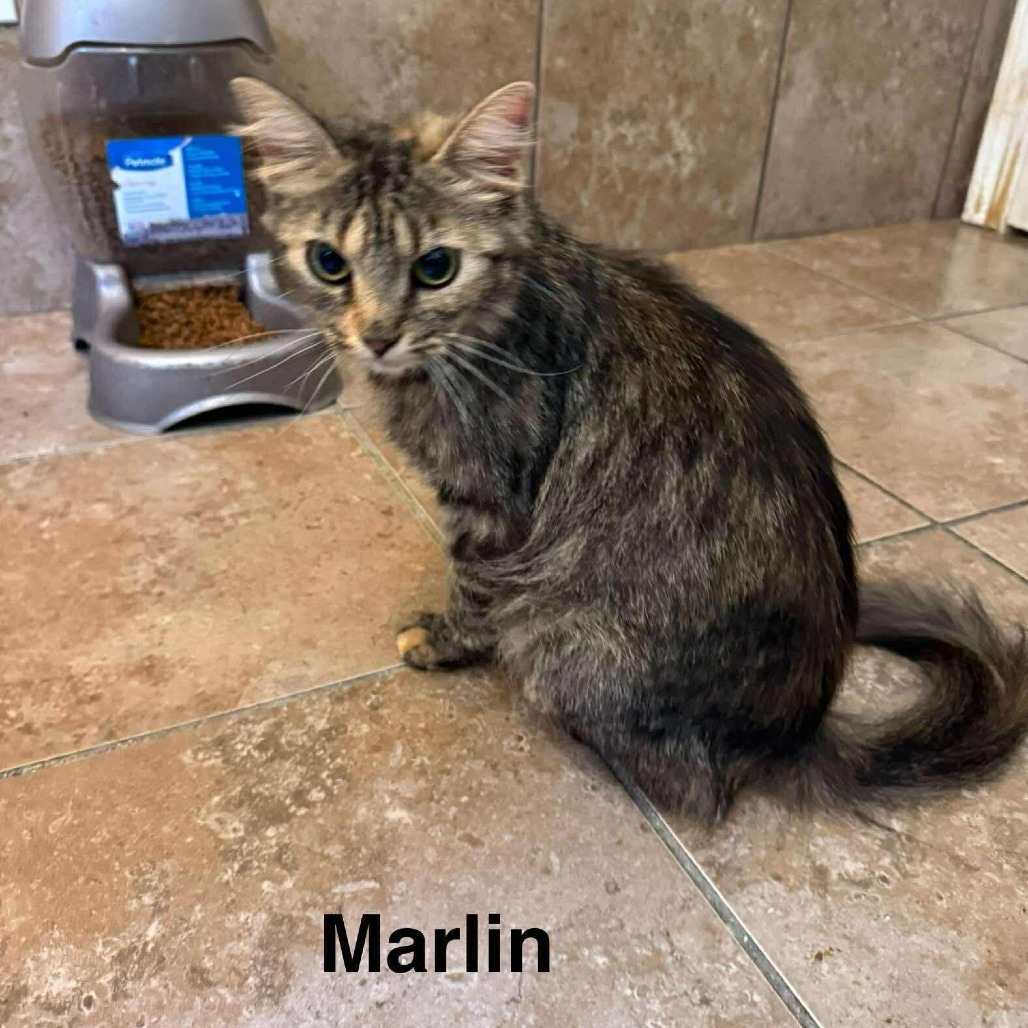 Marlin