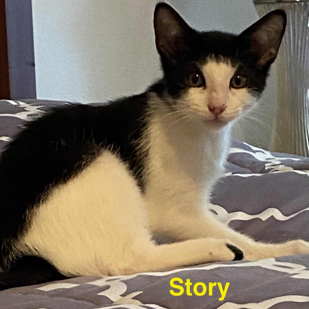 Story