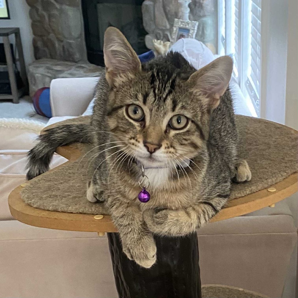 Indi