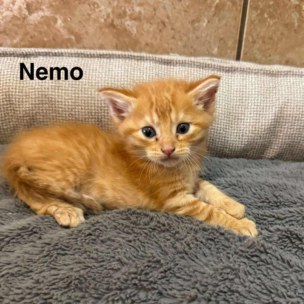 Nemo