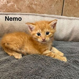 Nemo, Baby Male unknown