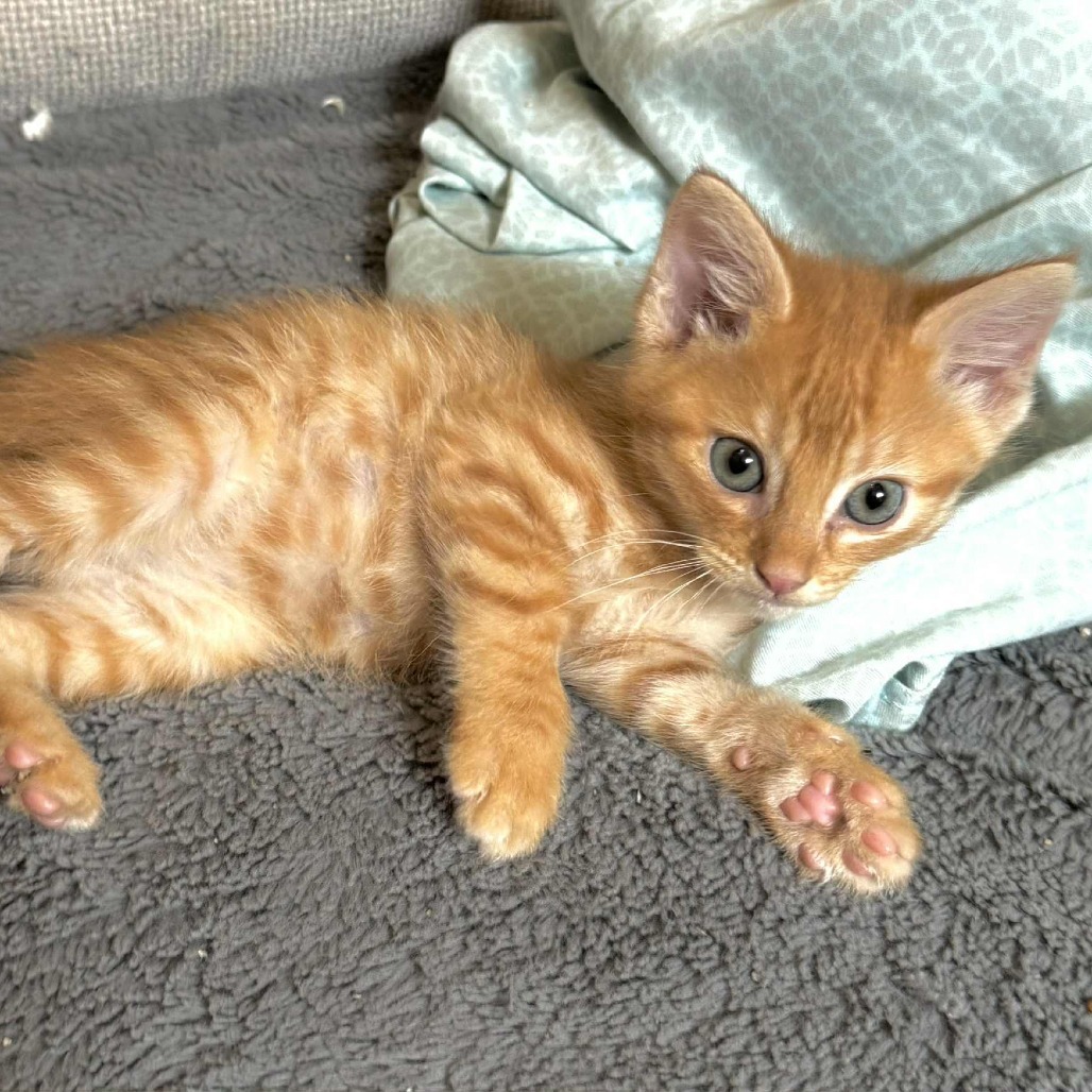 Nemo
