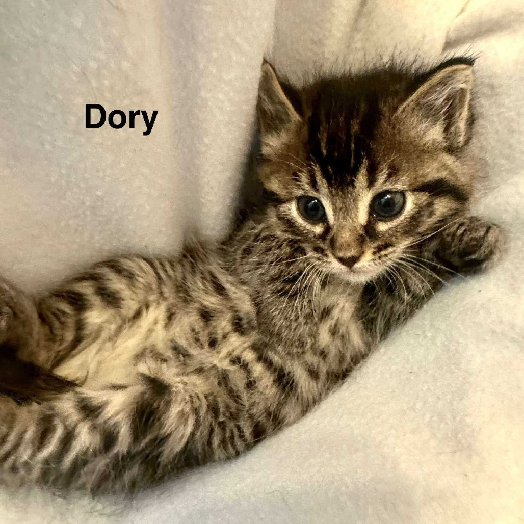 Dory