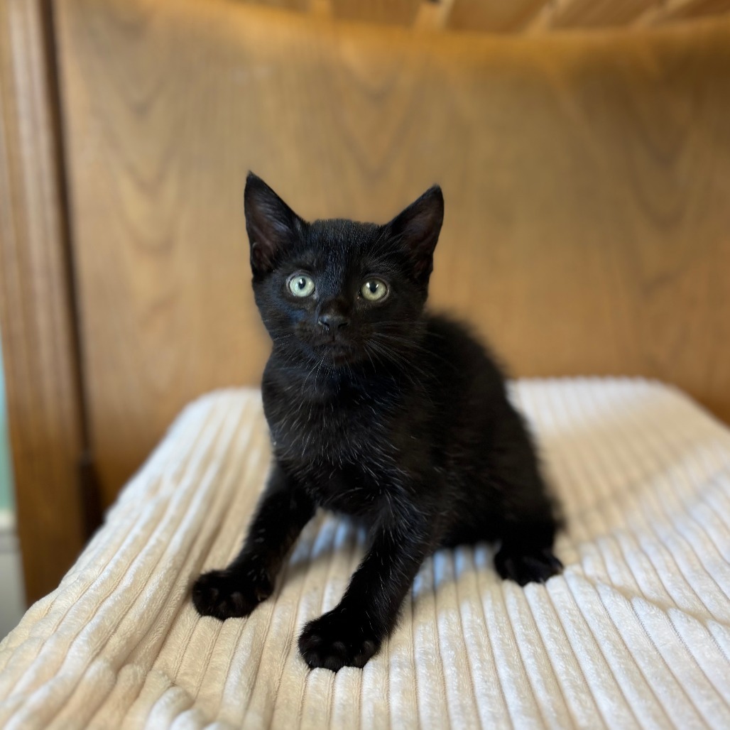 Ash--In Foster***ADOPTION PENDING***