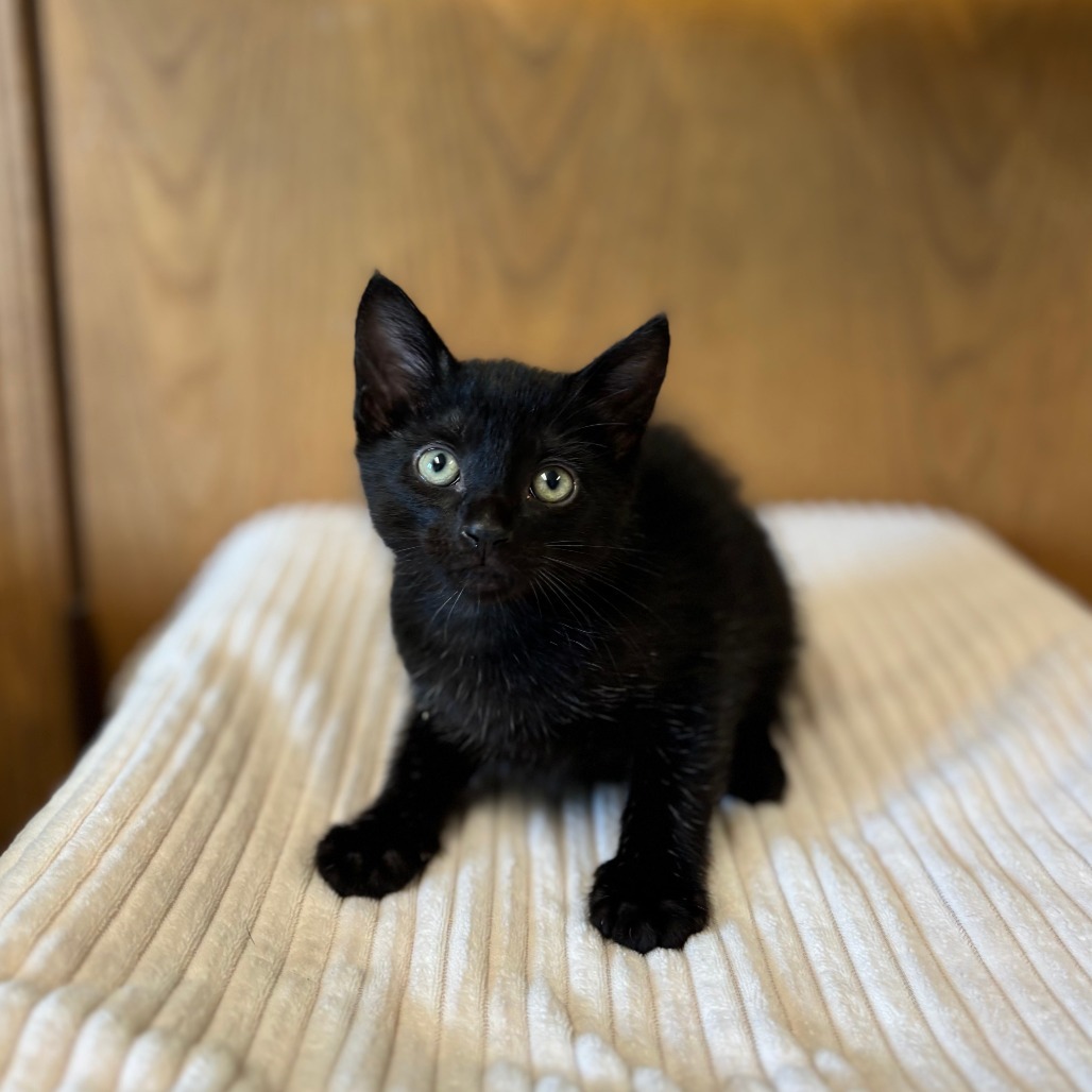 Ash--In Foster***ADOPTION PENDING***