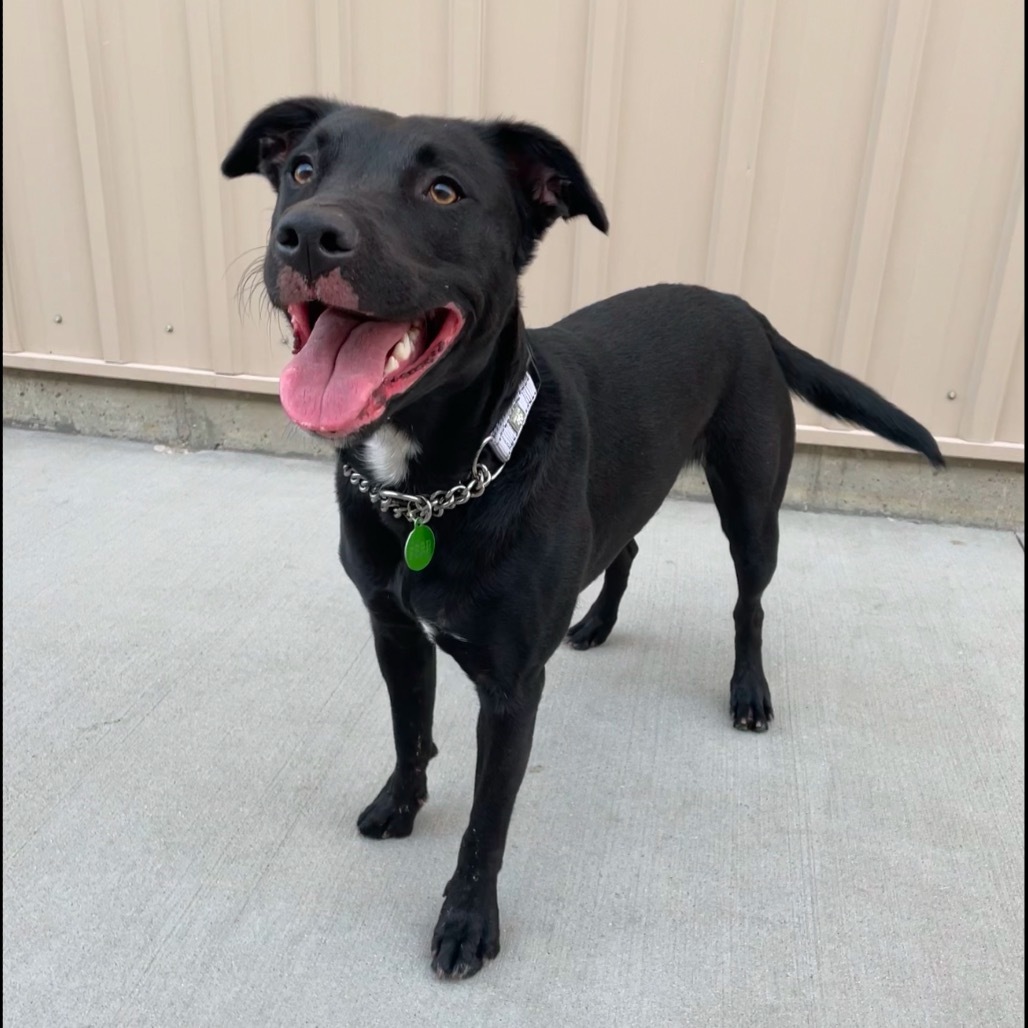 Thena, an adoptable Mixed Breed in Bismarck, ND, 58507 | Photo Image 1