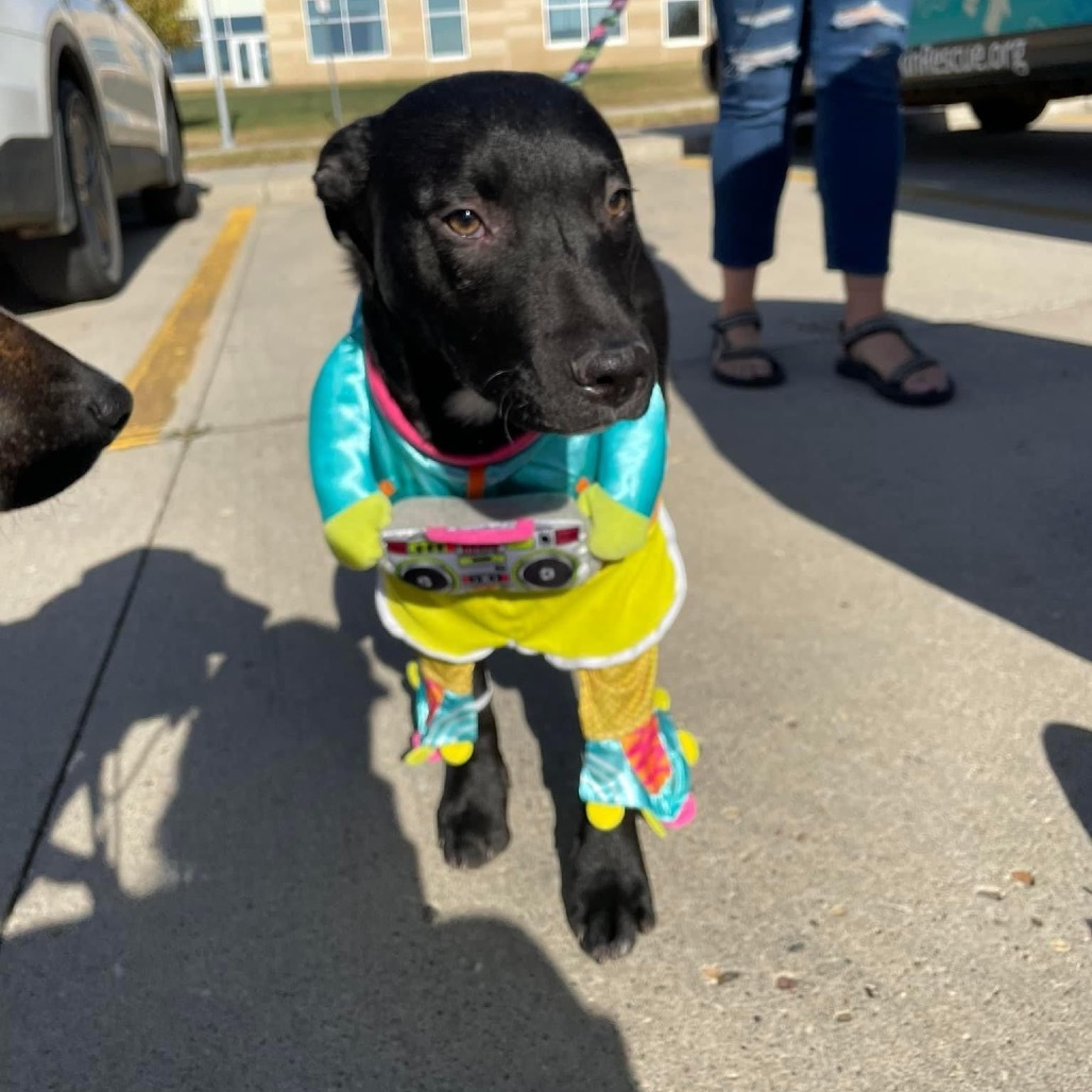 Thena - Formerly Aspen, an adoptable Mixed Breed in Bismarck, ND, 58507 | Photo Image 2