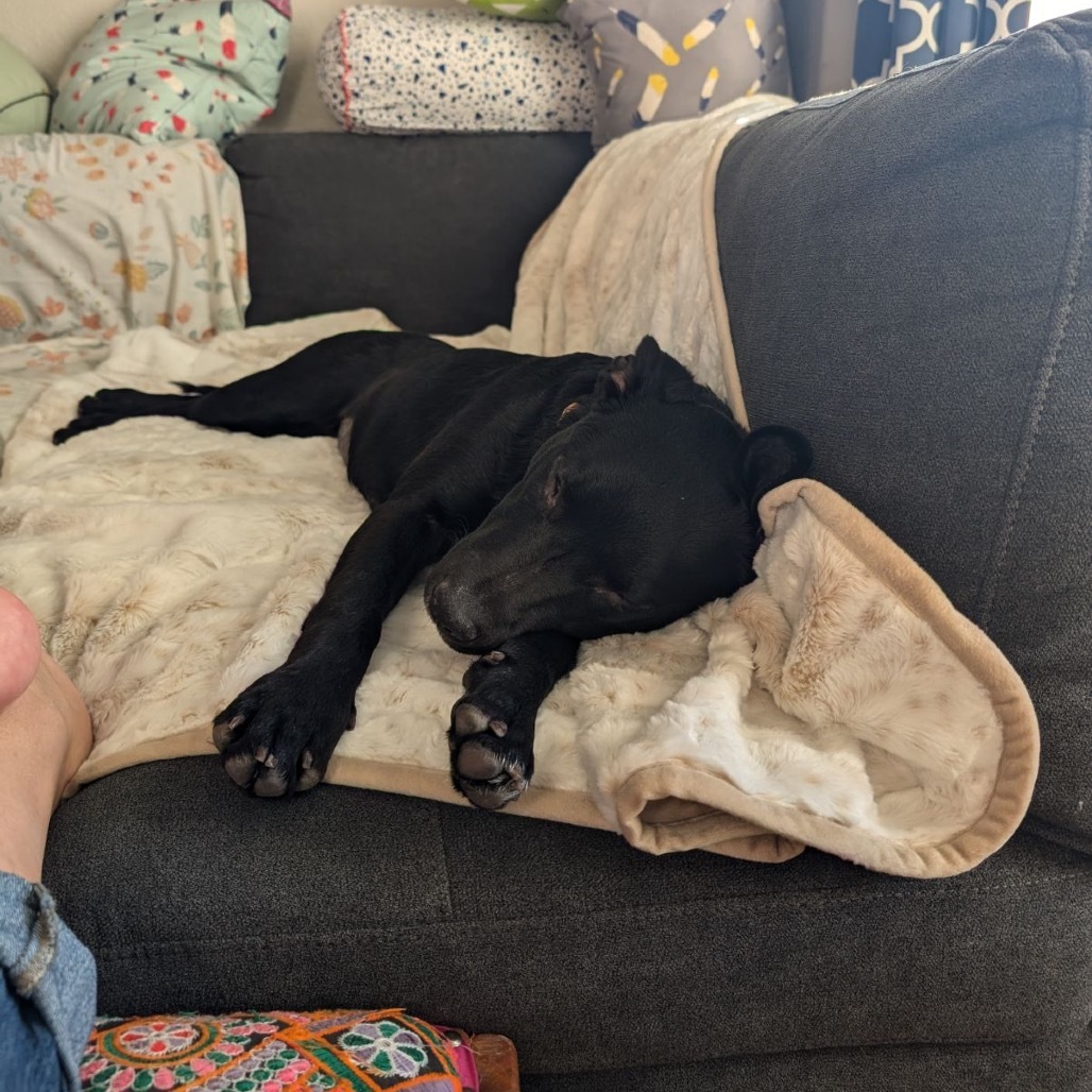 Thena, an adoptable Mixed Breed in Bismarck, ND, 58507 | Photo Image 4