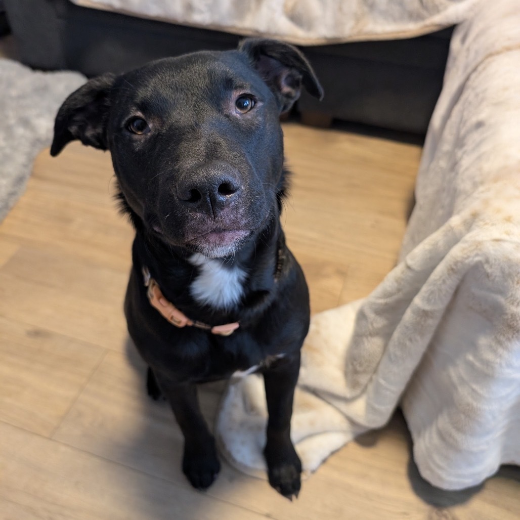 Thena - Formerly Aspen, an adoptable Mixed Breed in Bismarck, ND, 58507 | Photo Image 5