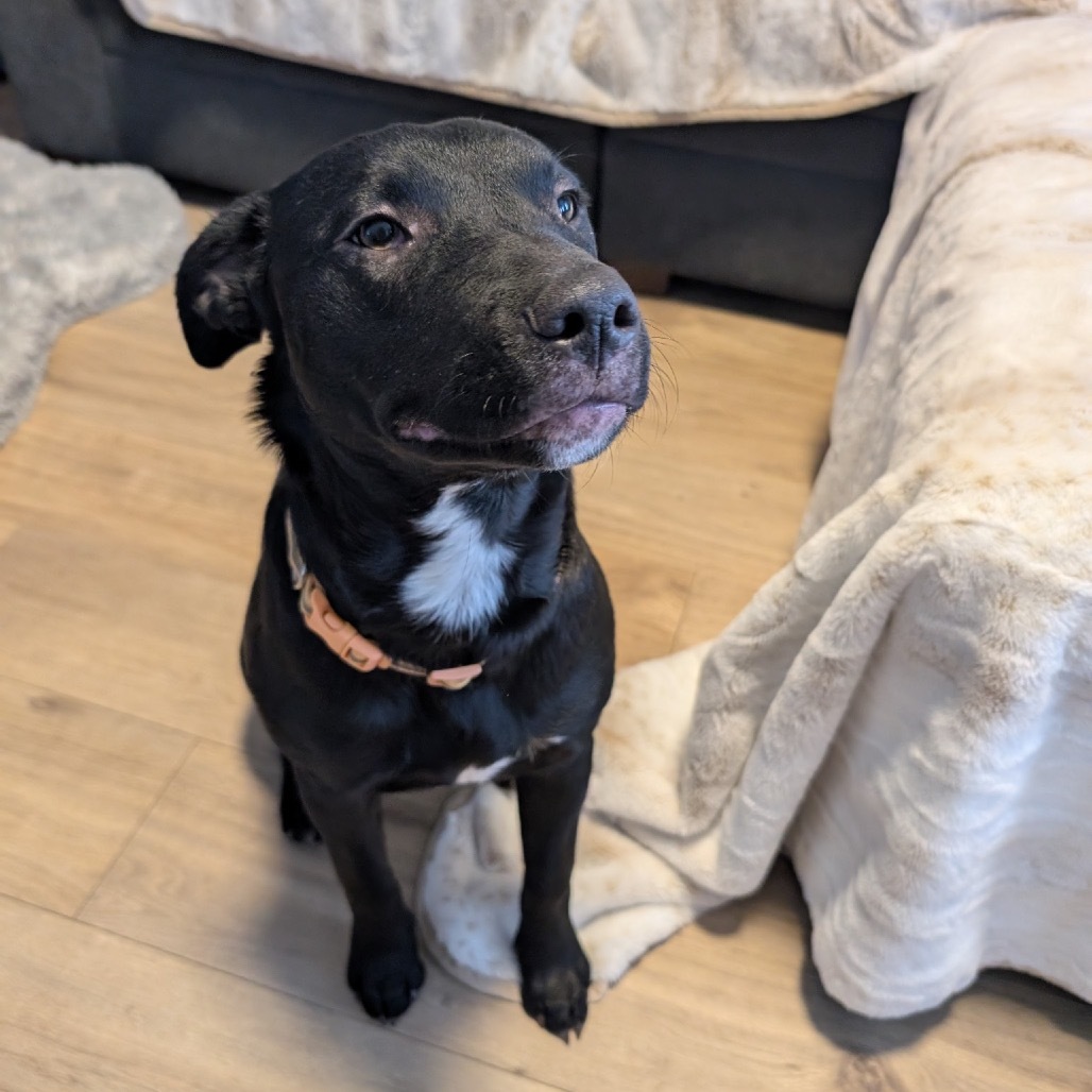 Thena - Formerly Aspen, an adoptable Mixed Breed in Bismarck, ND, 58507 | Photo Image 6