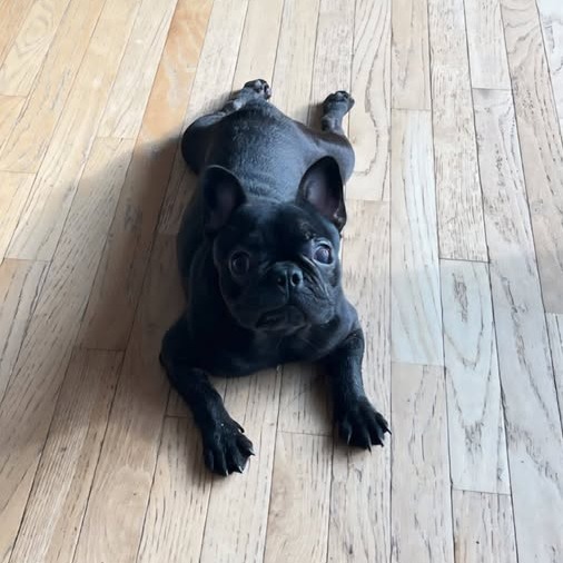 Brutus