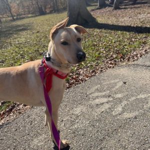Elsa (In Foster), Adult Female unknown