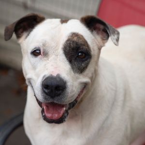 Cassie, Adult Female unknown