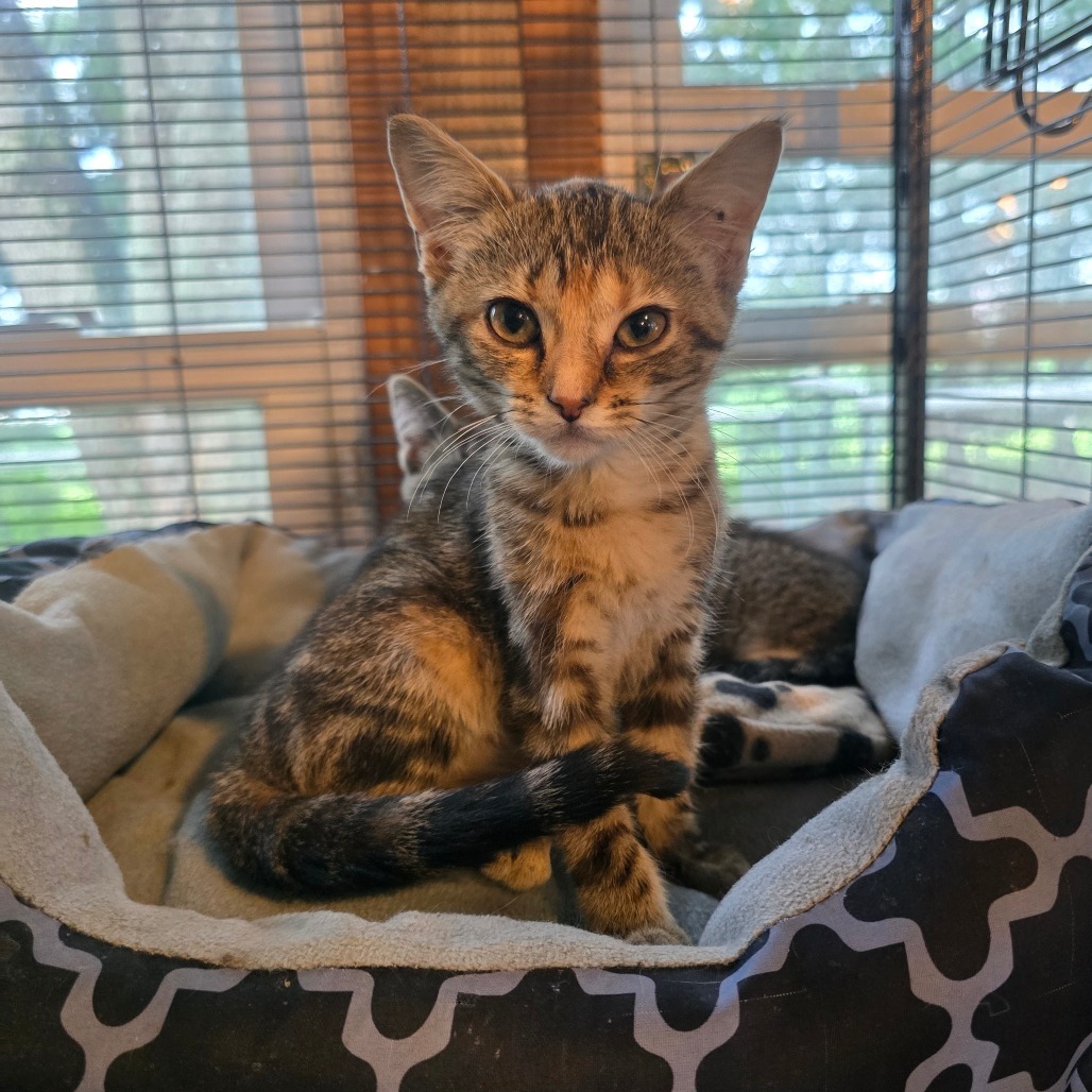 Nyla