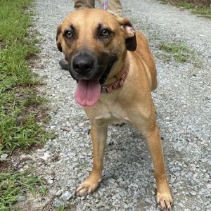 Honey 25-1401, Adult Female unknown