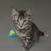 Leonard 25-1396 photo 2