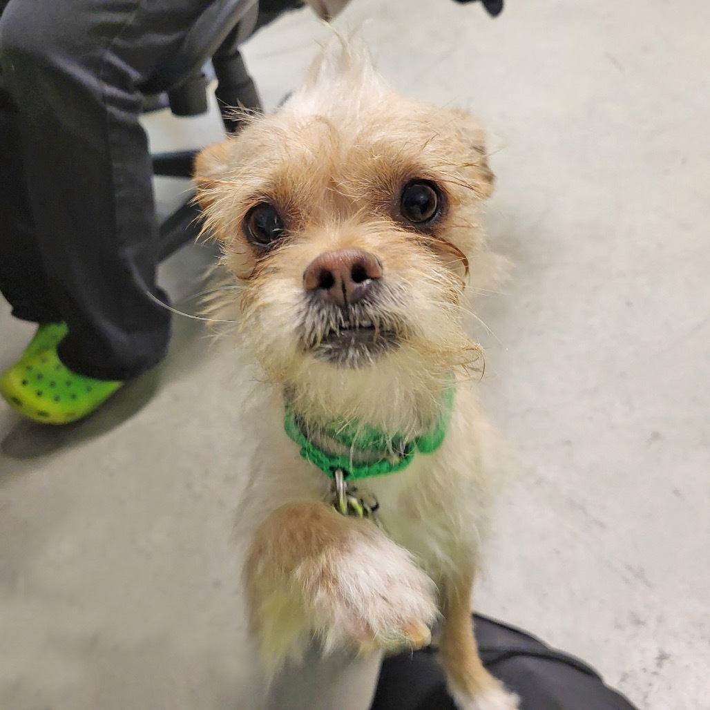 Cookie, an adoptable Mixed Breed in Hailey, ID, 83333 | Photo Image 2
