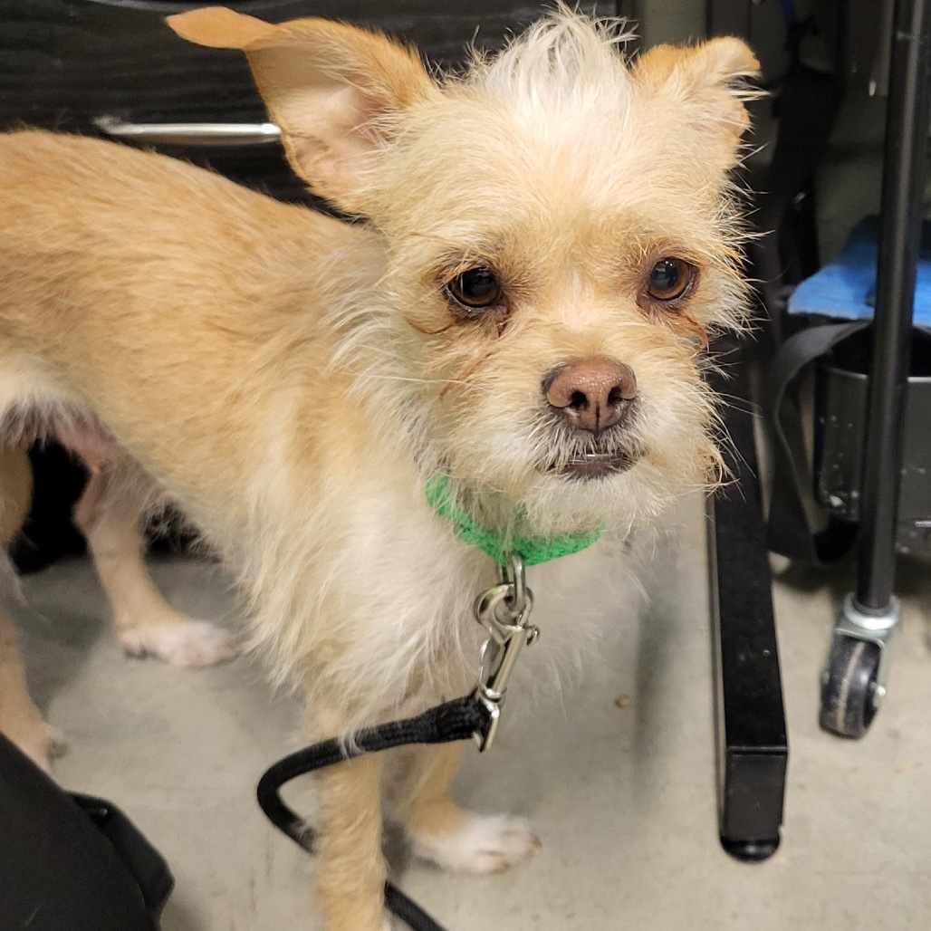Cookie, an adoptable Mixed Breed in Hailey, ID, 83333 | Photo Image 3