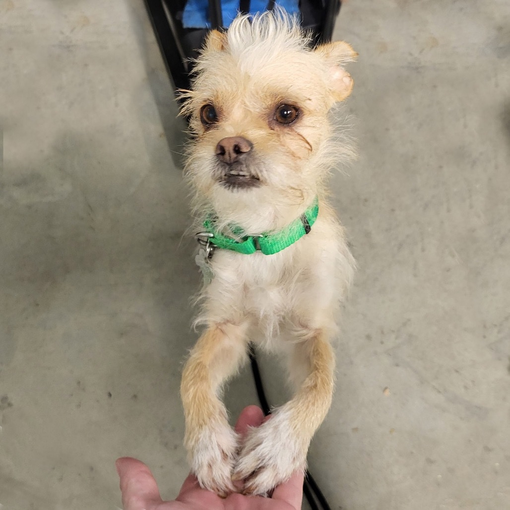 Cookie, an adoptable Mixed Breed in Hailey, ID, 83333 | Photo Image 5