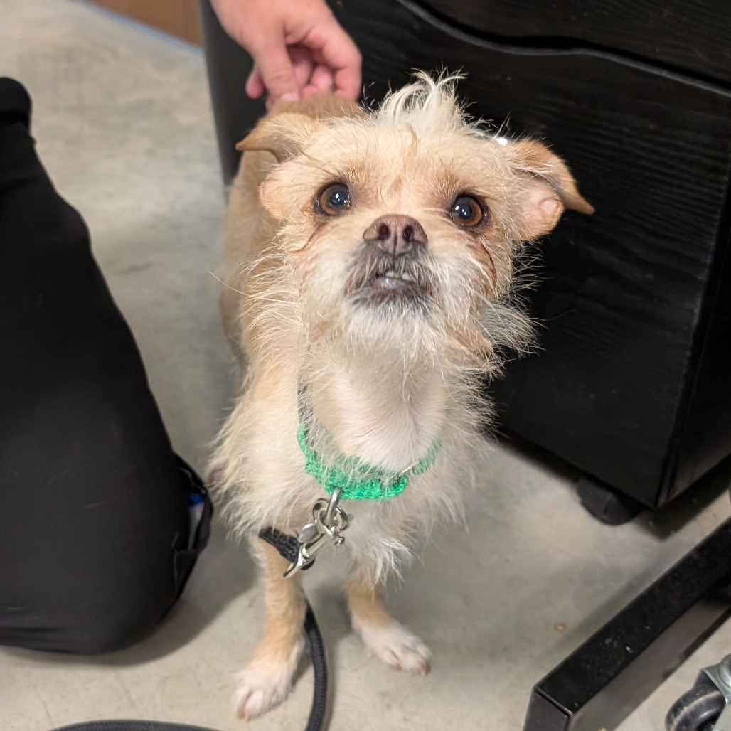 Cookie, an adoptable Mixed Breed in Hailey, ID, 83333 | Photo Image 6