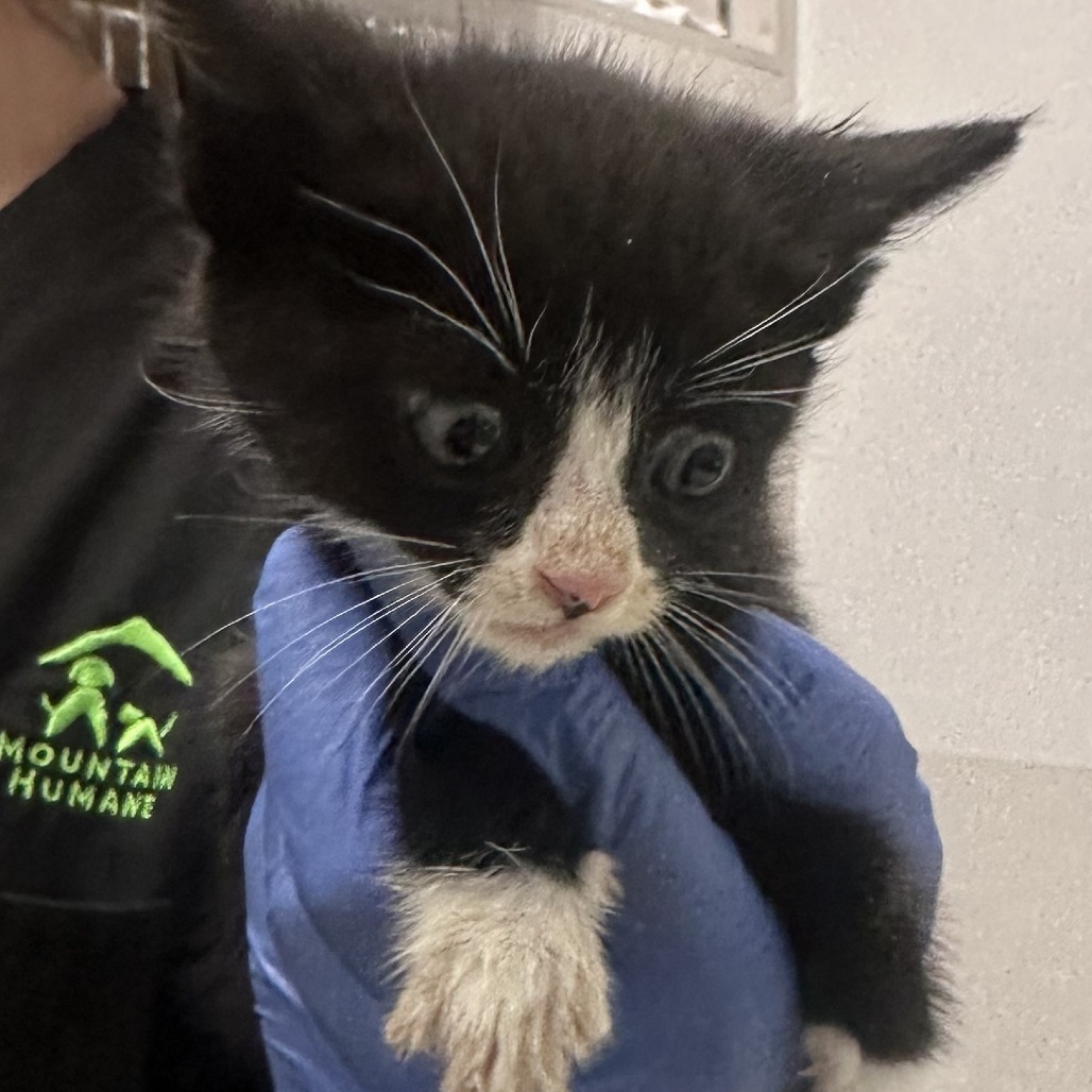 Cora, an adoptable Domestic Short Hair in Hailey, ID, 83333 | Photo Image 2