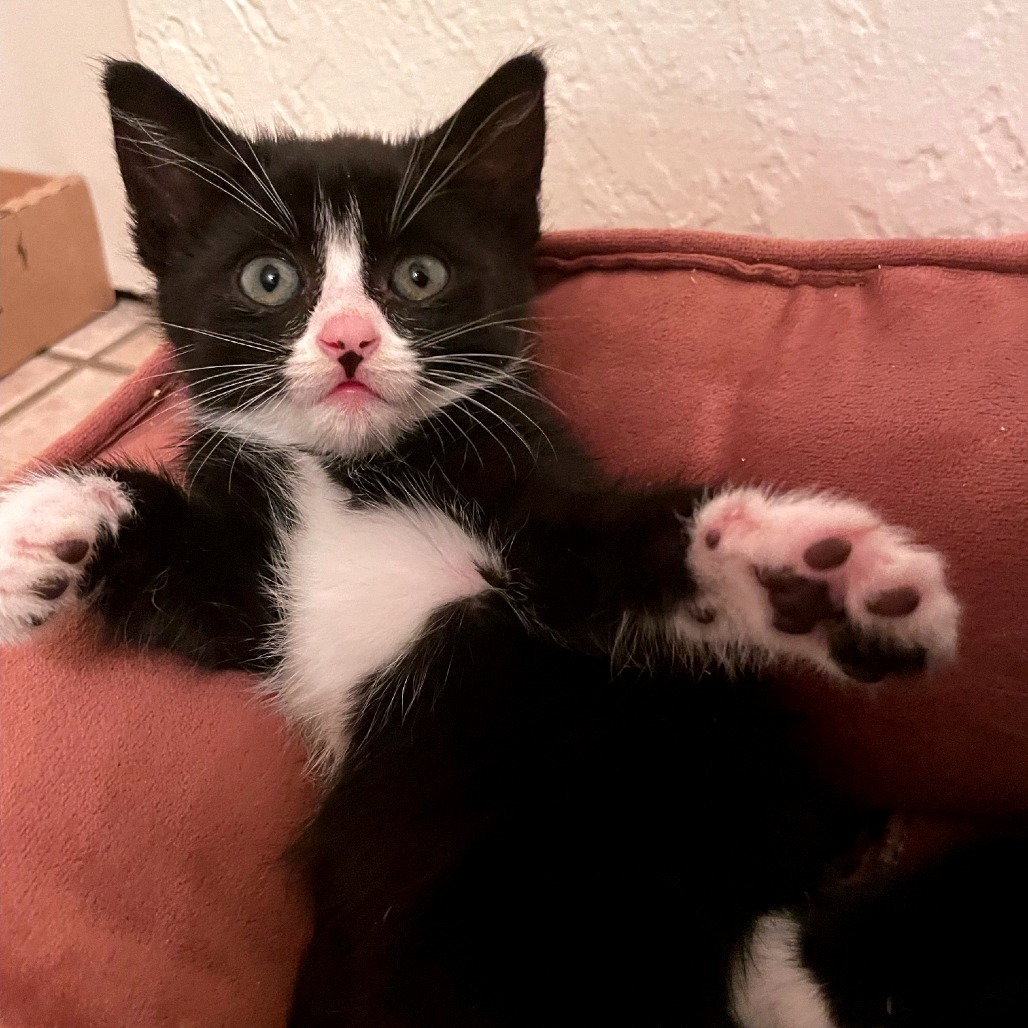 Cora, an adoptable Domestic Short Hair in Hailey, ID, 83333 | Photo Image 3